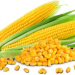 Sweet-Corn_1