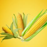 freshly-harvested-corn-with-bright-yellow-kernels-green-leaves-shown-yellow-background_1224371-408